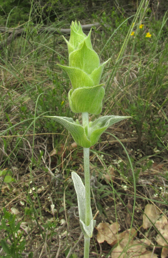 Image of Sideritis euxina specimen.