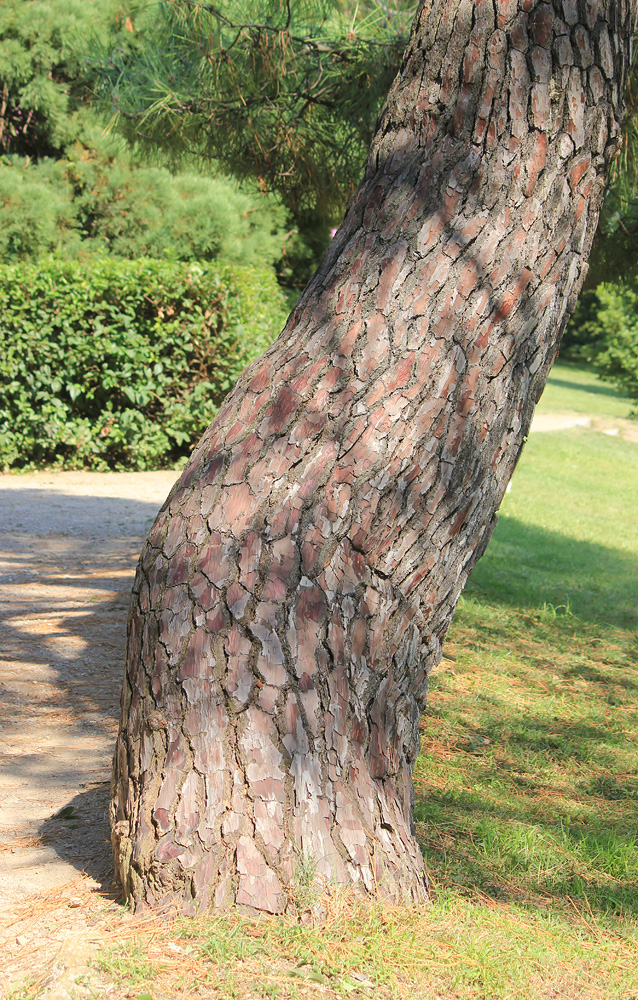 Image of Pinus pinaster specimen.