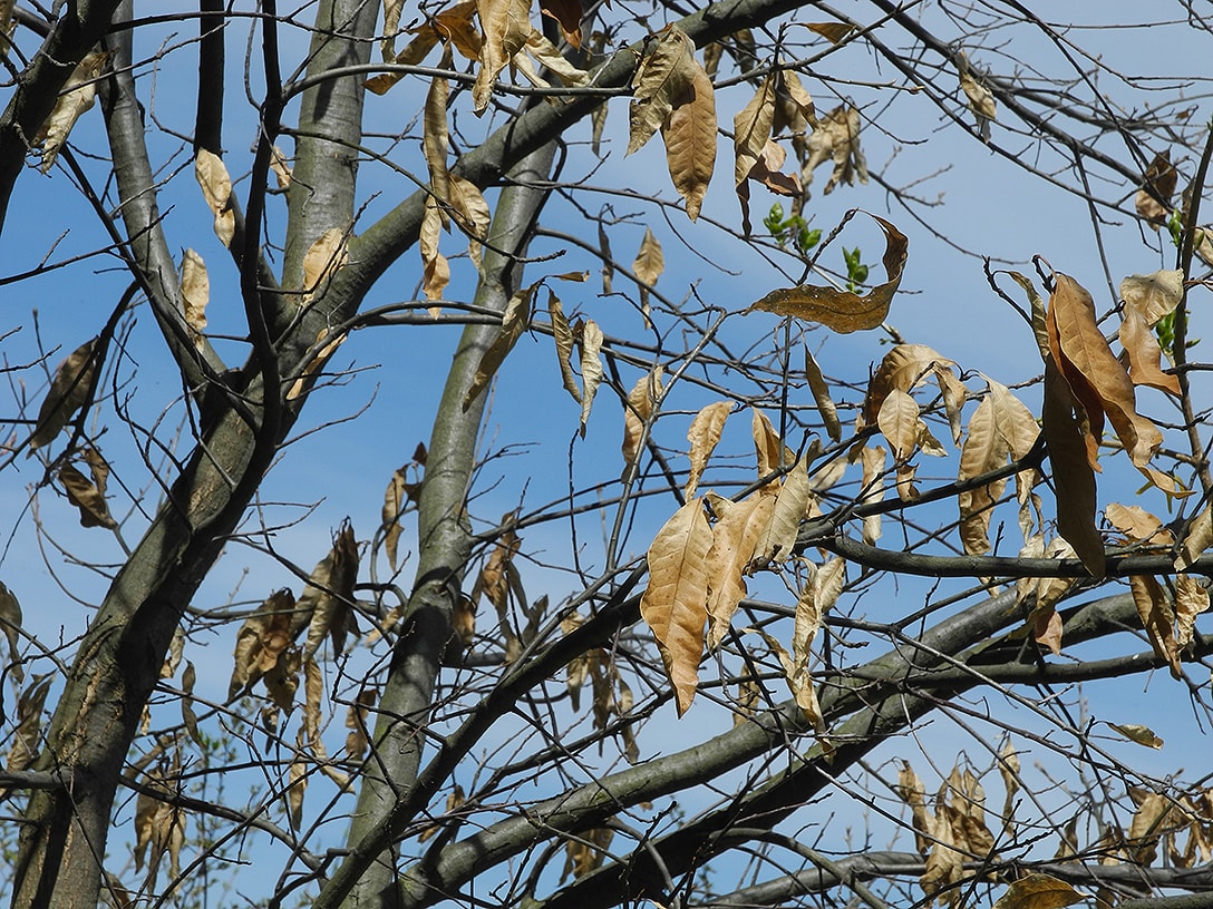 Изображение особи Quercus imbricaria.