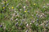 Pulsatilla violacea