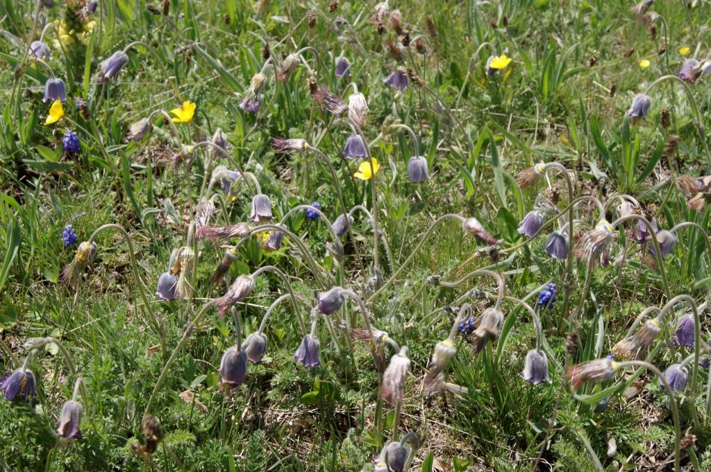 Изображение особи Pulsatilla violacea.