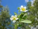 Fragaria vesca. Верхушка цветущего растения. Подмосковье, окр. г. Одинцово, опушка смешанного леса. Май 2017 г.