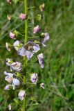 Verbascum phoeniceum. Часть соцветия (гипохромная форма). Крым, Тарханкутский п-ов, ур. Джангуль, приморская петрофитная степь. 11.05.2017.