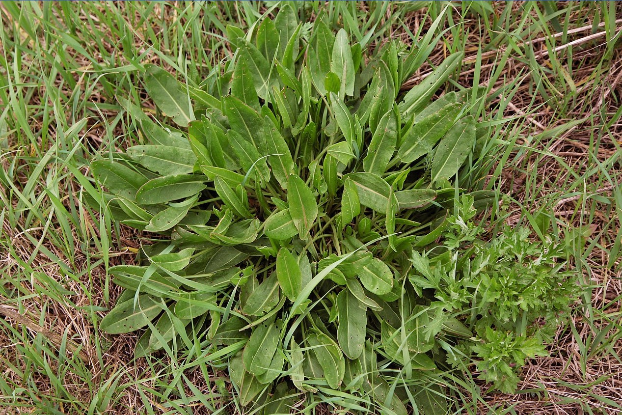 Image of Rumex thyrsiflorus specimen.