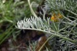 Anthemis marschalliana ssp. pectinata