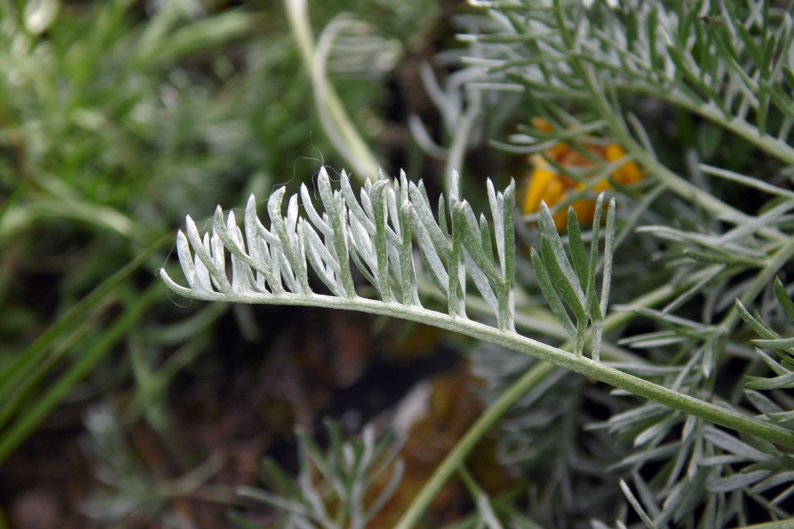Image of Anthemis marschalliana ssp. pectinata specimen.