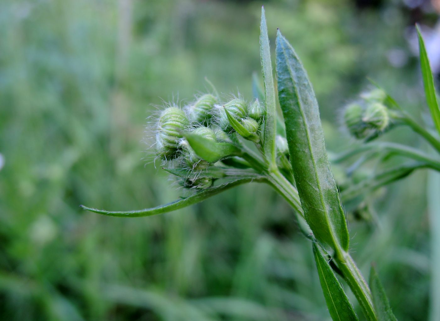 Image of Erigeron annuus specimen.