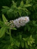 Spiraea alba