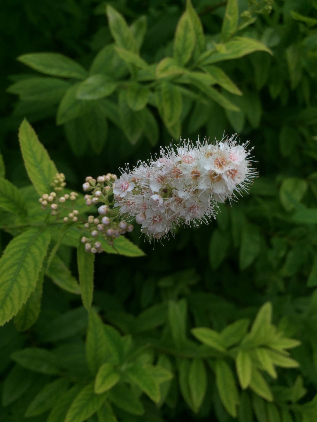 Изображение особи Spiraea alba.