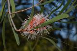 Hakea multilineata