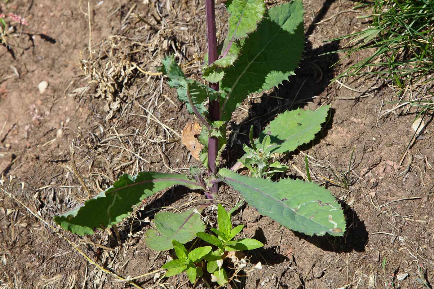 Image of Sonchus asper specimen.