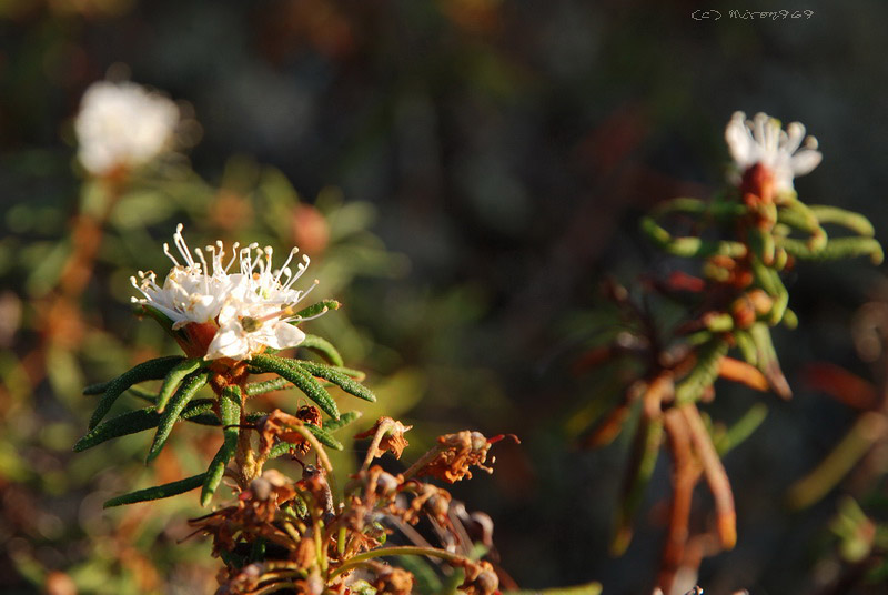 Image of Ledum palustre specimen.