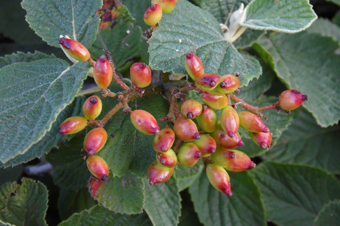 Image of Viburnum lantana specimen.