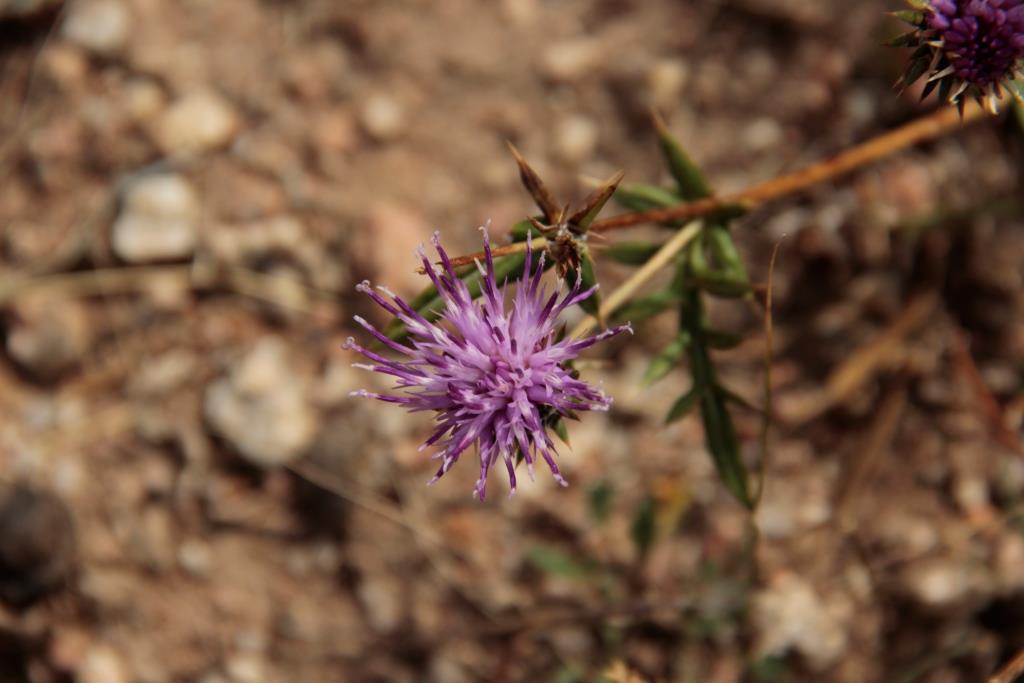 Image of Cousinia bonvalotii specimen.