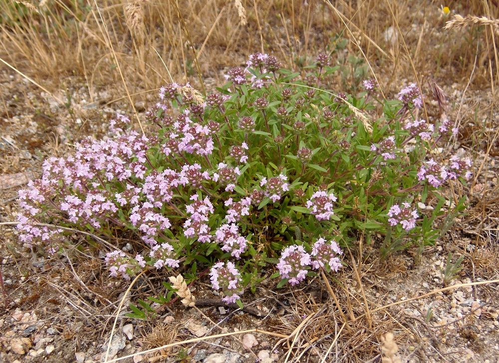 Изображение особи Thymus &times; tschernjajevii.