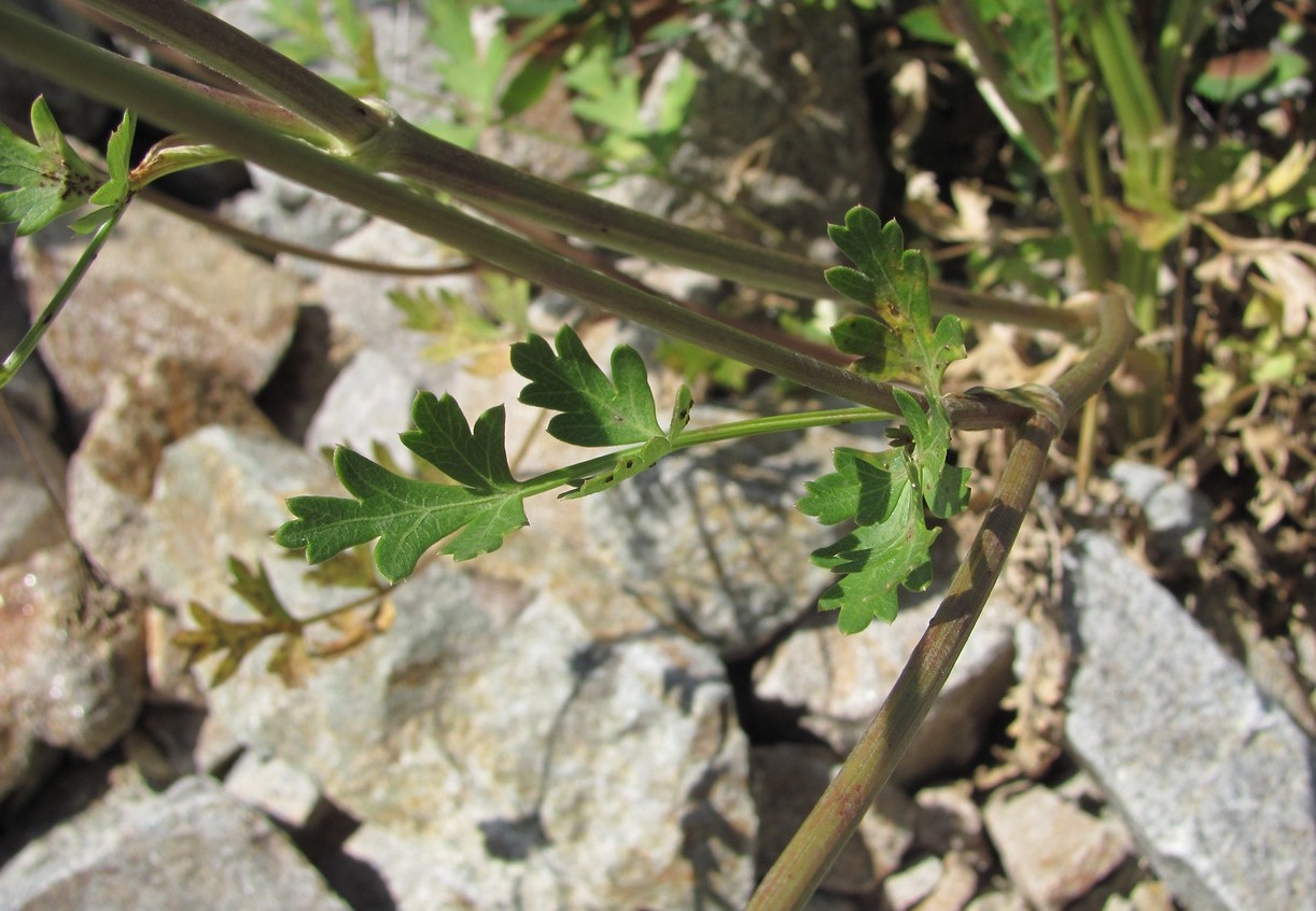 Image of Seseli libanotis specimen.