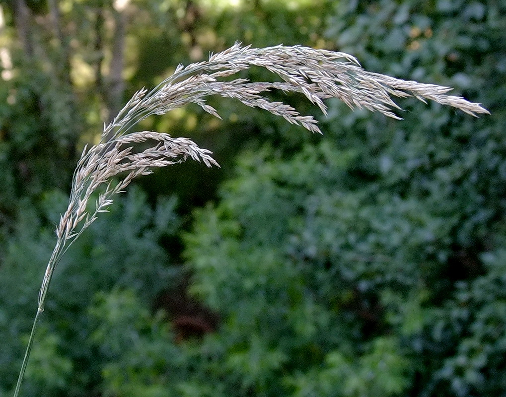 Image of Calamagrostis angustifolia specimen.