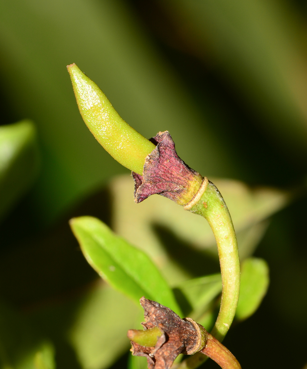 Изображение особи Bignonia capreolata.