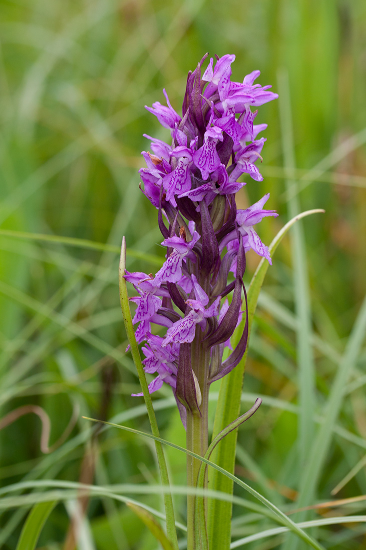 Image of Dactylorhiza incarnata specimen.