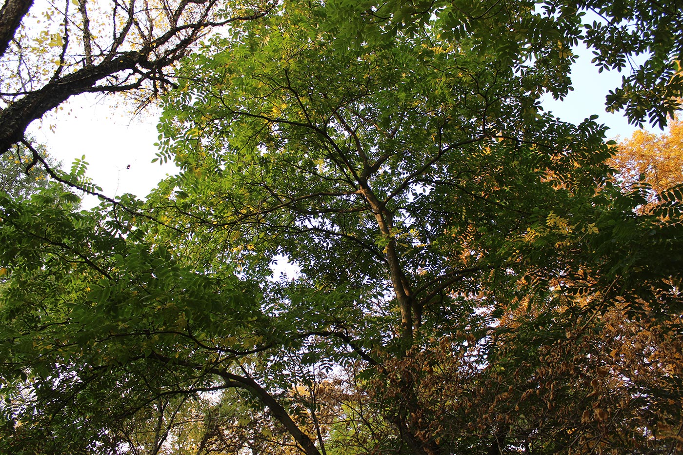 Image of Juglans ailanthifolia var. cordiformis specimen.