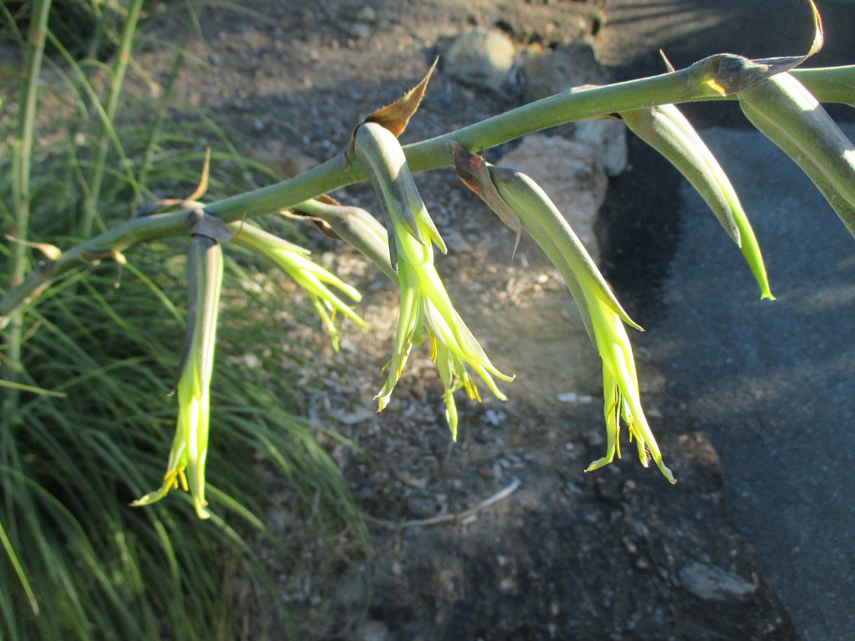 Изображение особи Puya mirabilis.