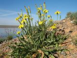 Scorzonera inconspicua. Цветущее растение в сообществе с Allium inderiense и Anabasis truncata. Казахстан, вост. предгорья хр. Каратау, сев. кромка котловины оз. Кызылколь, галечниковые наносы на пестроцветах на склоне южной экспозиции. 9 мая 2017 г.