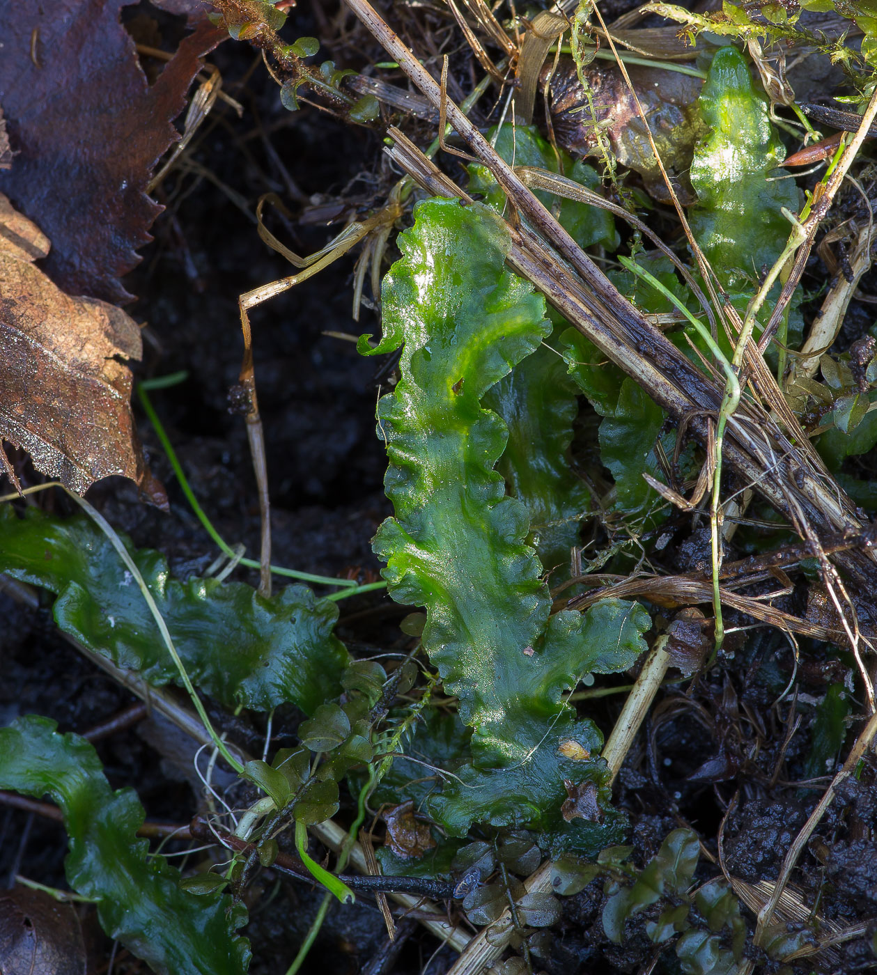 Image of Pellia neesiana specimen.