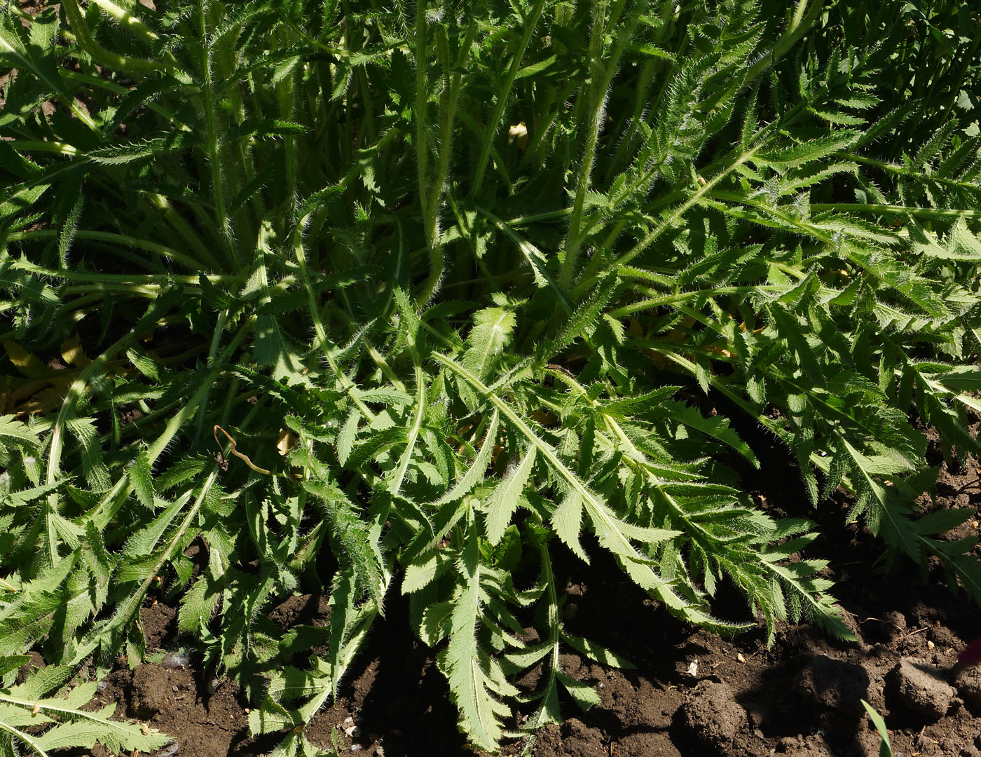 Image of Papaver orientale specimen.