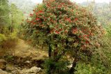 Rhododendron arboreum