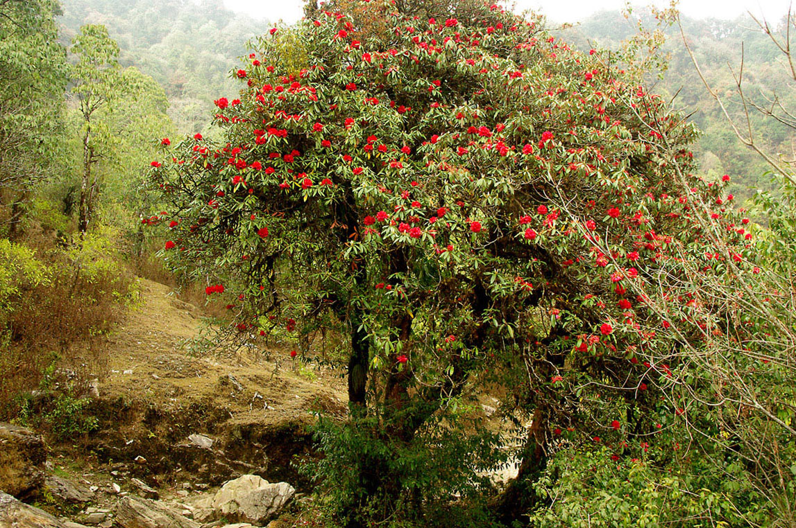 Изображение особи Rhododendron arboreum.
