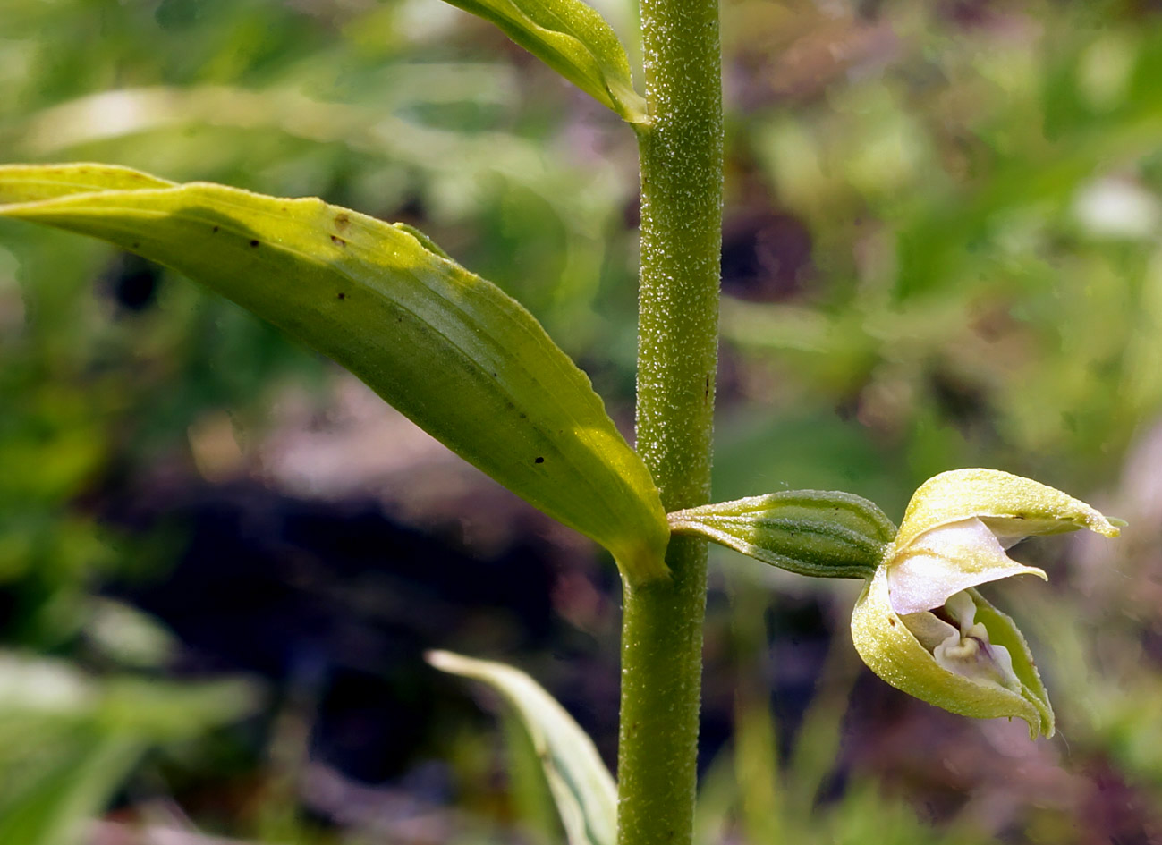 Изображение особи Epipactis helleborine.