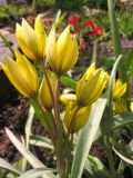 Tulipa ophiophylla subspecies bestashica