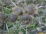 Cirsium vulgare. Соплодия. Украина, г. Николаев, Заводской р-н, парк \"Лески\", опушка соснового леса. 28.12.2017.