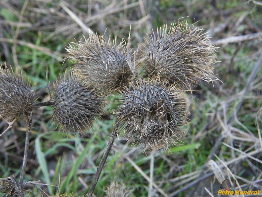 Изображение особи Cirsium vulgare.