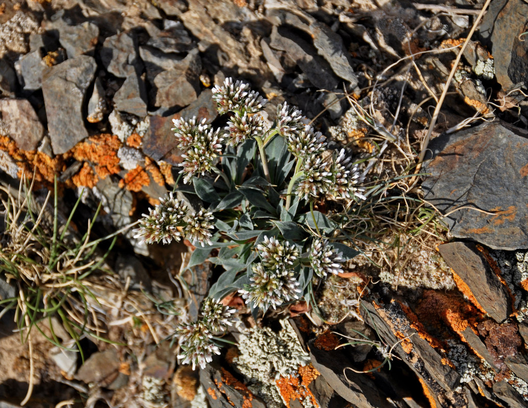 Image of Goniolimon krylovii specimen.