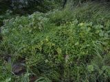 Oxalis pes-caprae