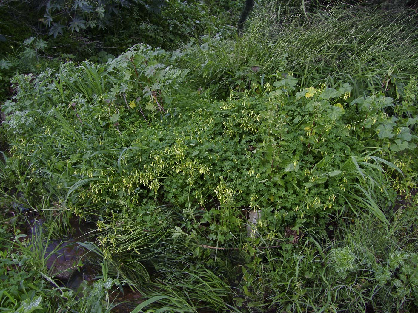 Image of Oxalis pes-caprae specimen.