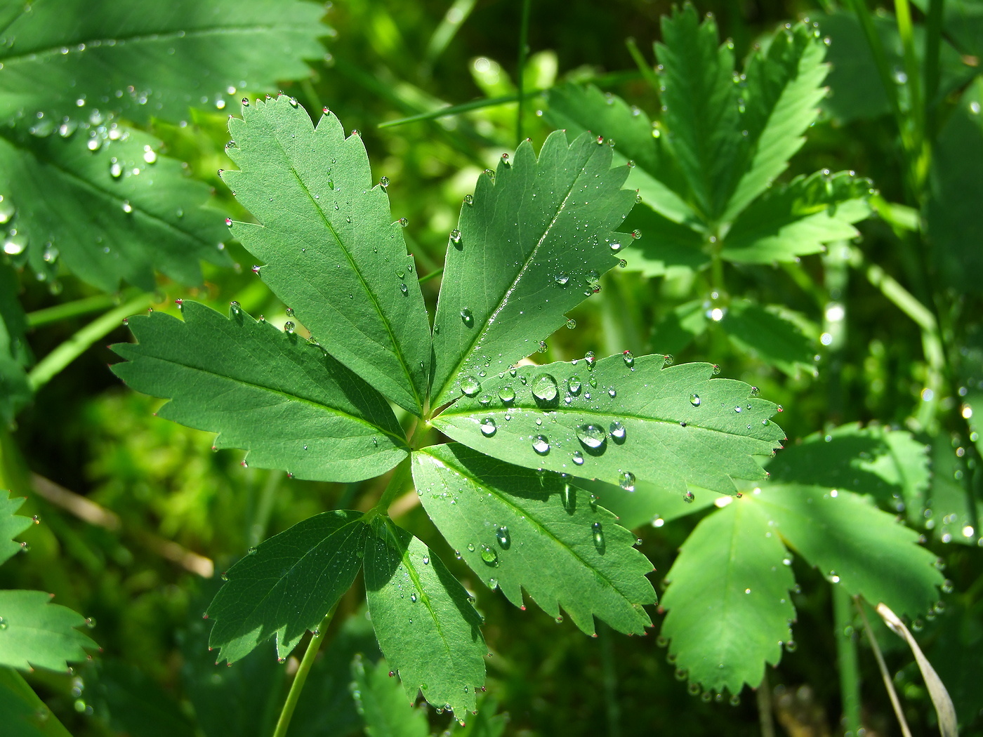 Image of Comarum palustre specimen.