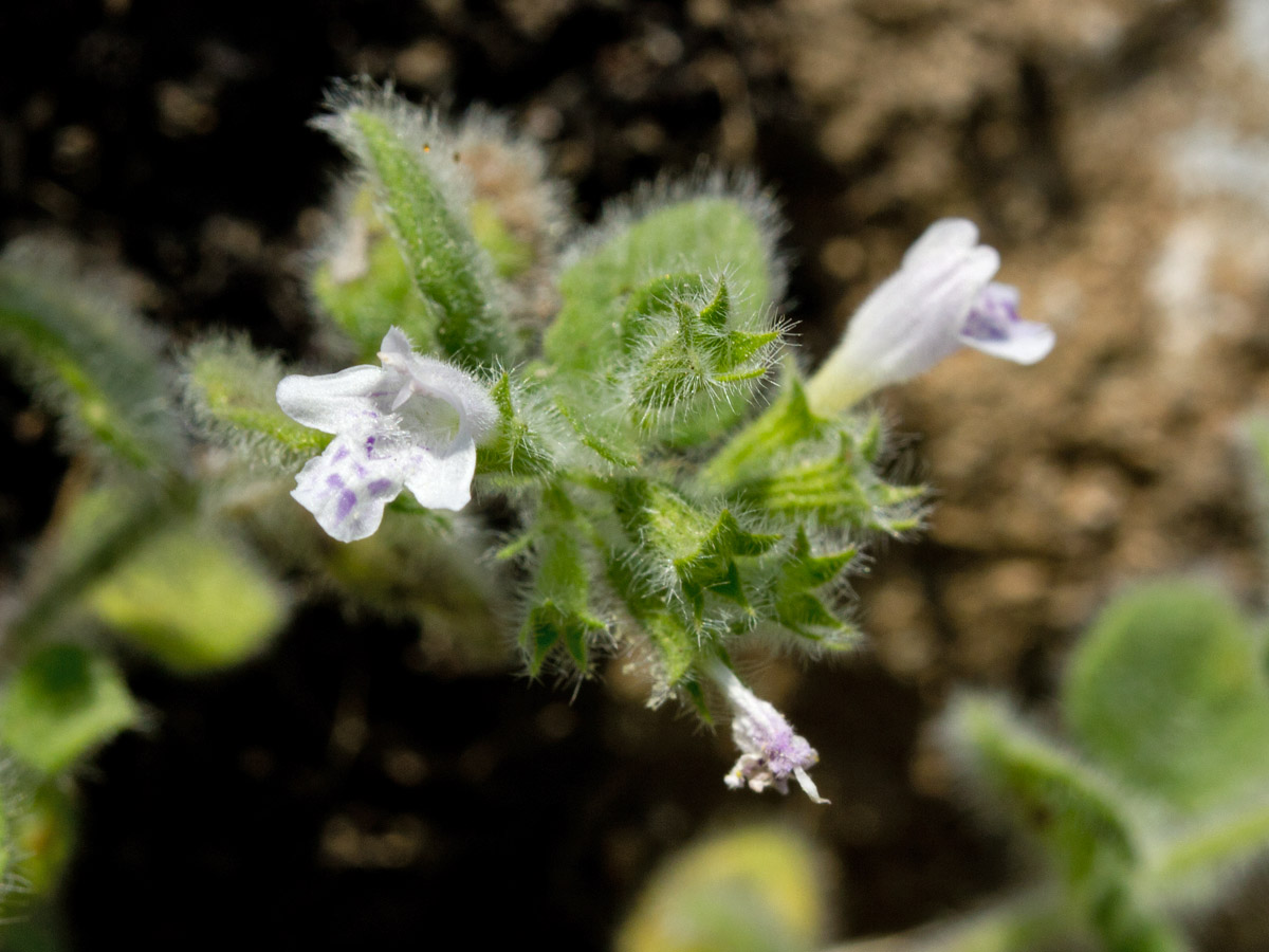 Image of Clinopodium creticum specimen.