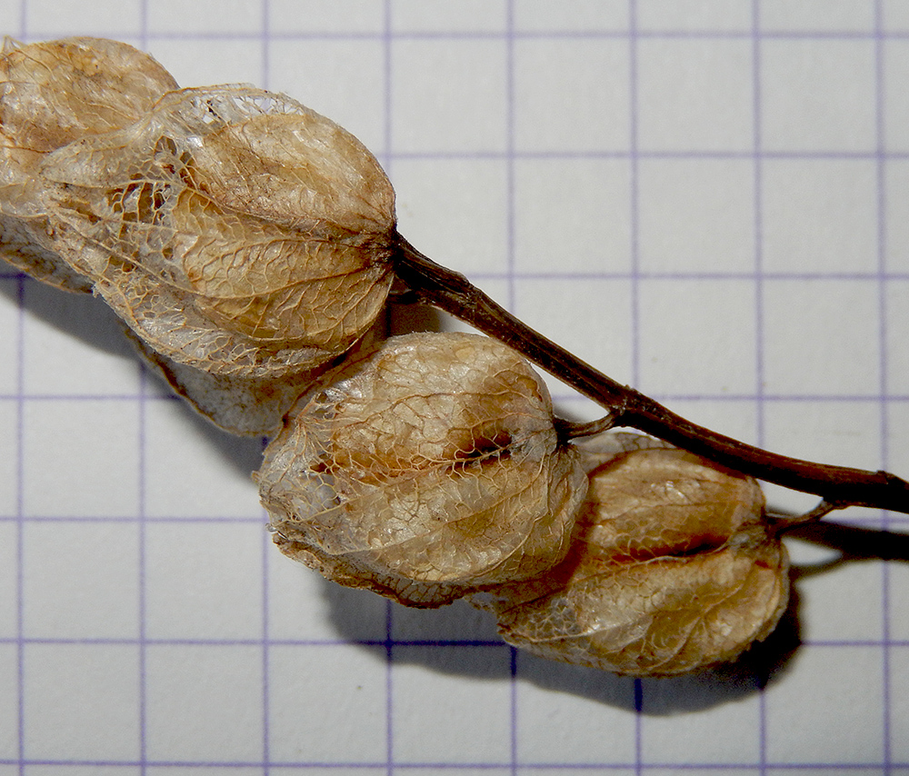 Image of Rhinanthus vernalis specimen.