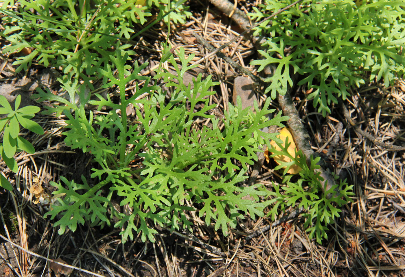 Image of Chrysanthemum zawadskii specimen.