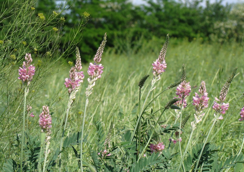 Изображение особи Onobrychis viciifolia.