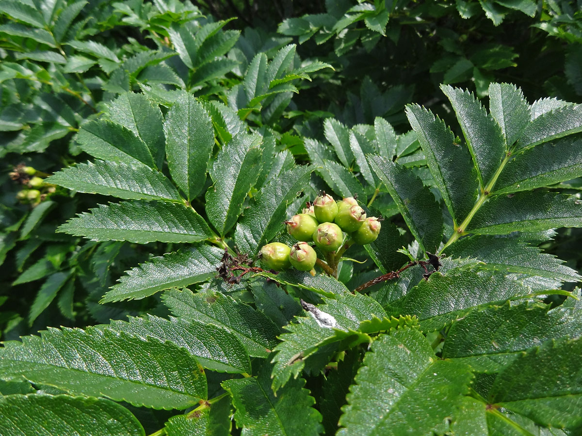 Изображение особи Sorbus sambucifolia.