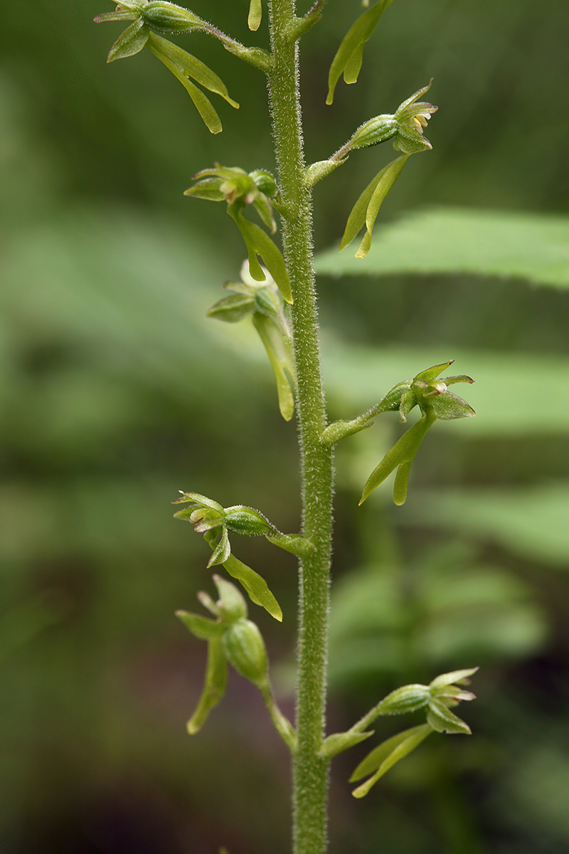 Изображение особи Listera ovata.