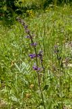 Salvia tesquicola