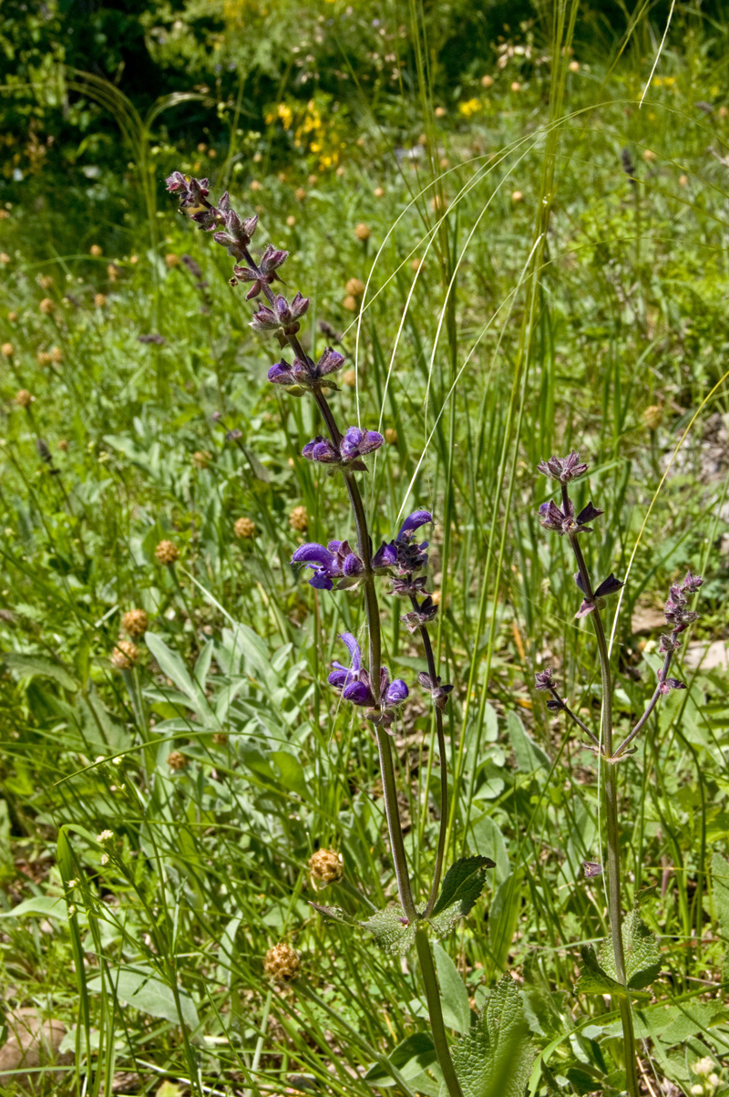 Image of Salvia tesquicola specimen.