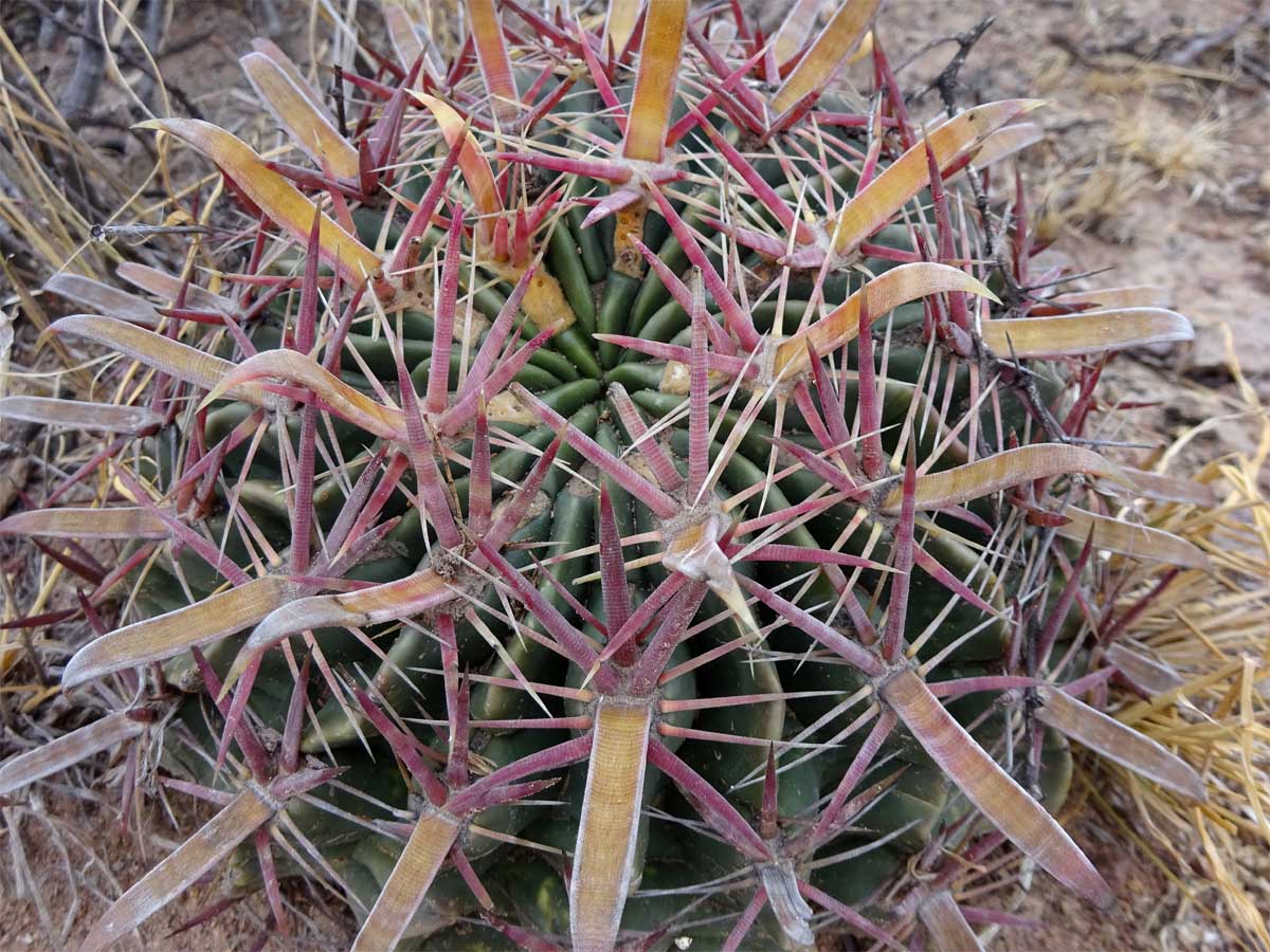 Image of Ferocactus latispinus specimen.