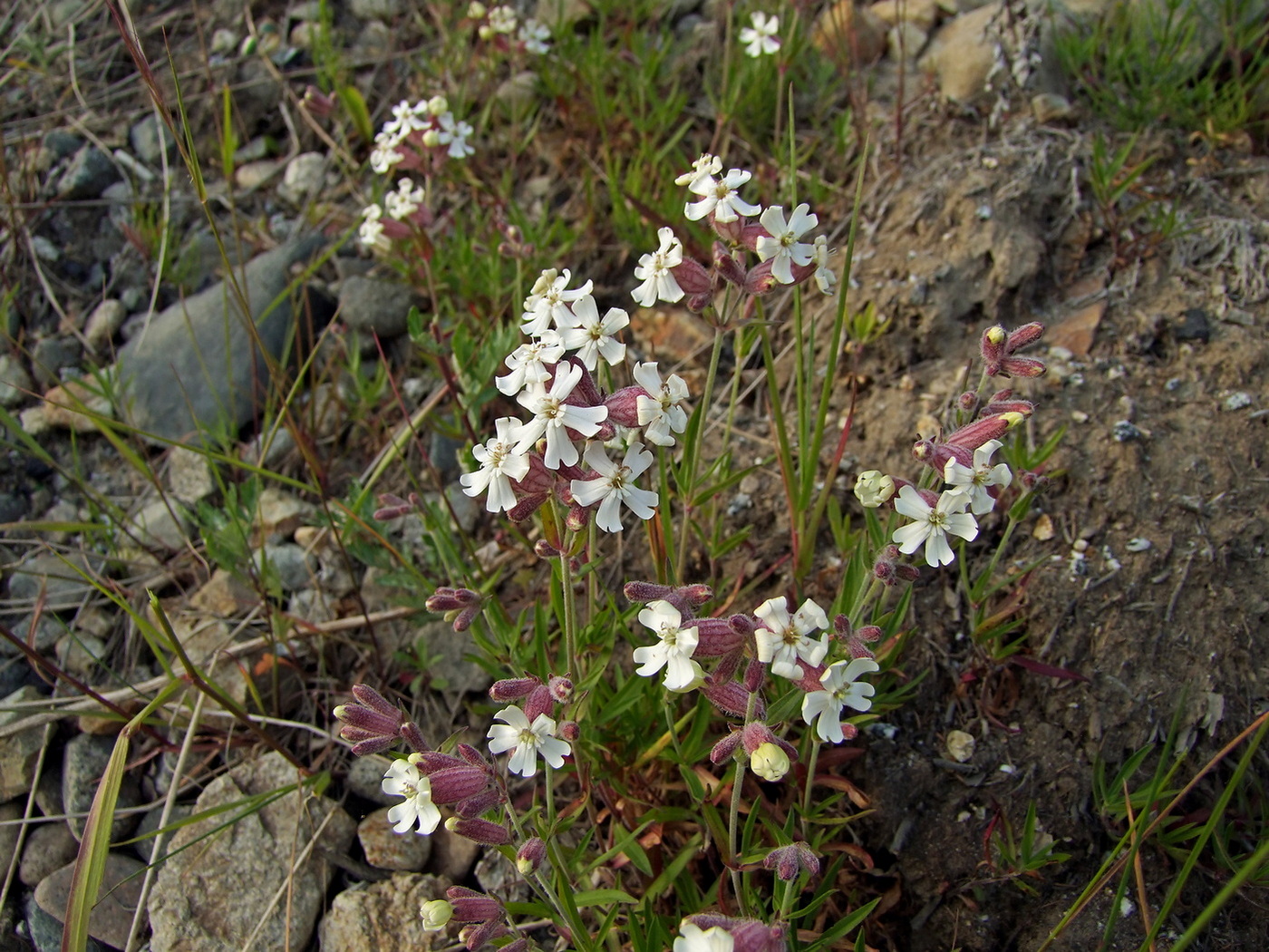 Изображение особи Silene amoena.