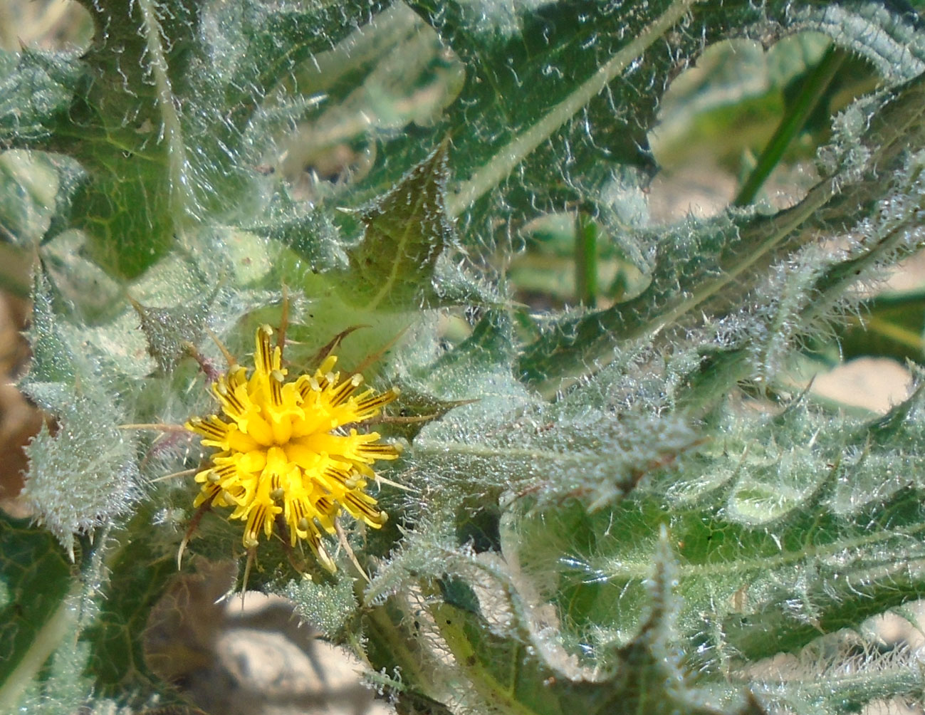 Image of Centaurea benedicta specimen.