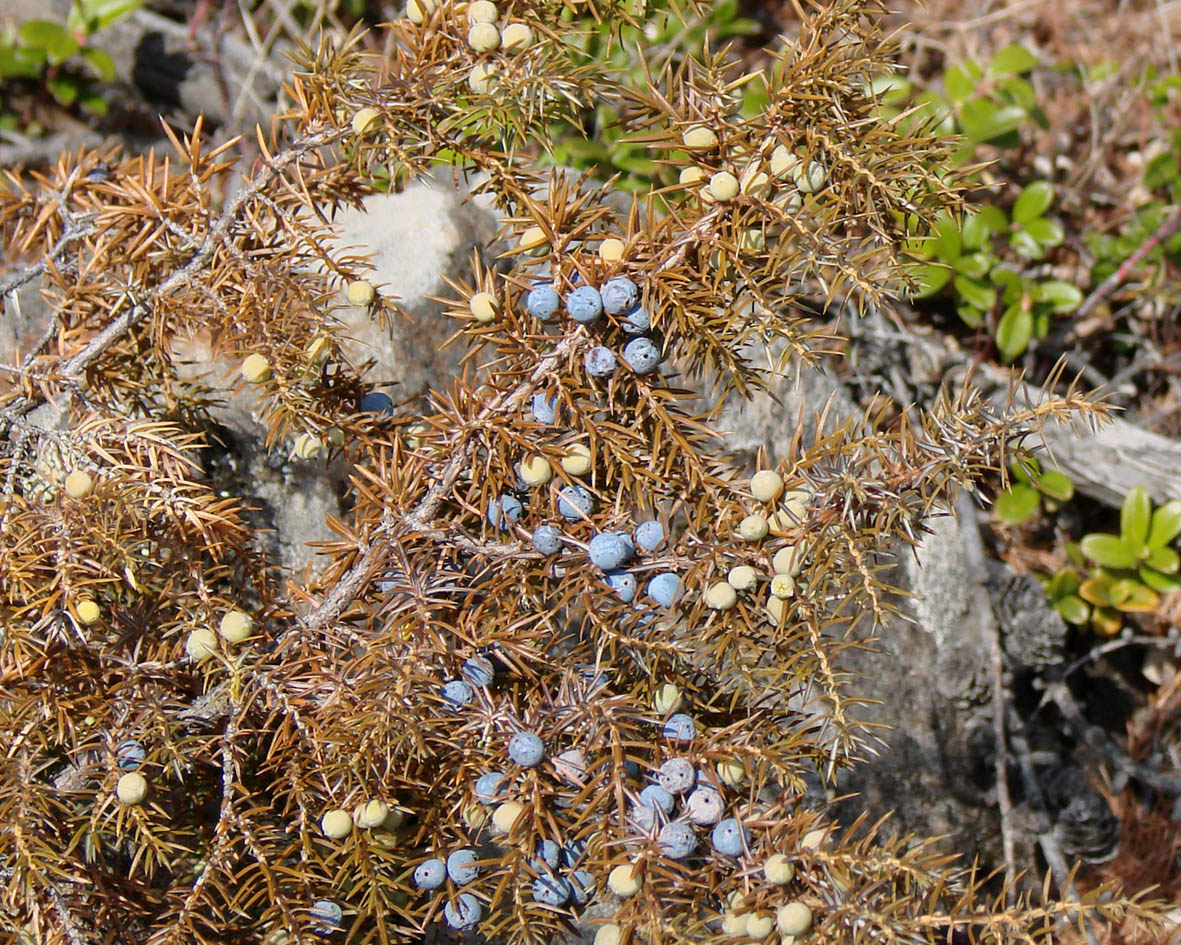 Изображение особи Juniperus sibirica.